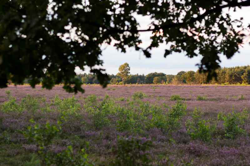 Illustration for article titled Heathlands in bloom